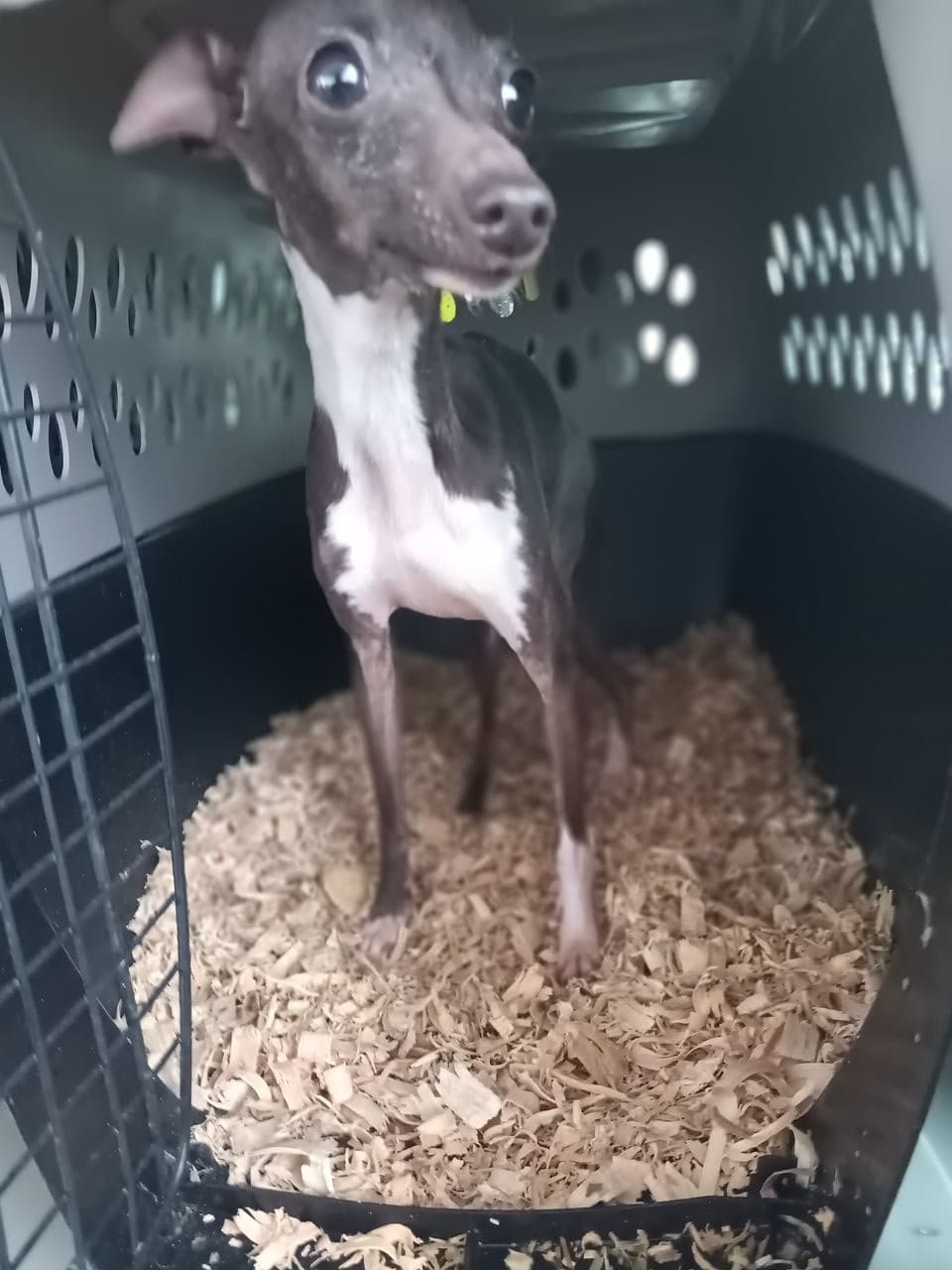 Pet travel photo 1