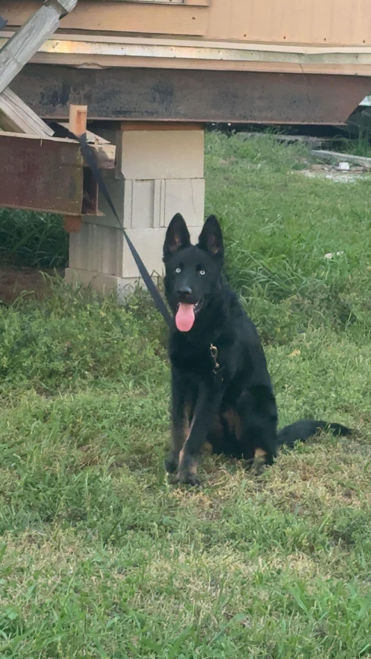 Pet travel photo 5