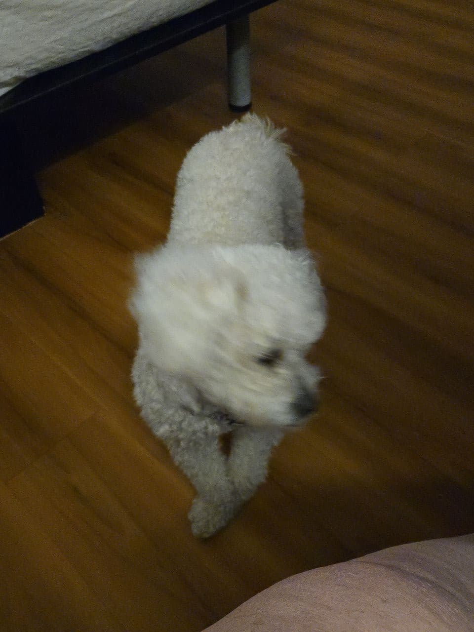 Pet travel photo 3