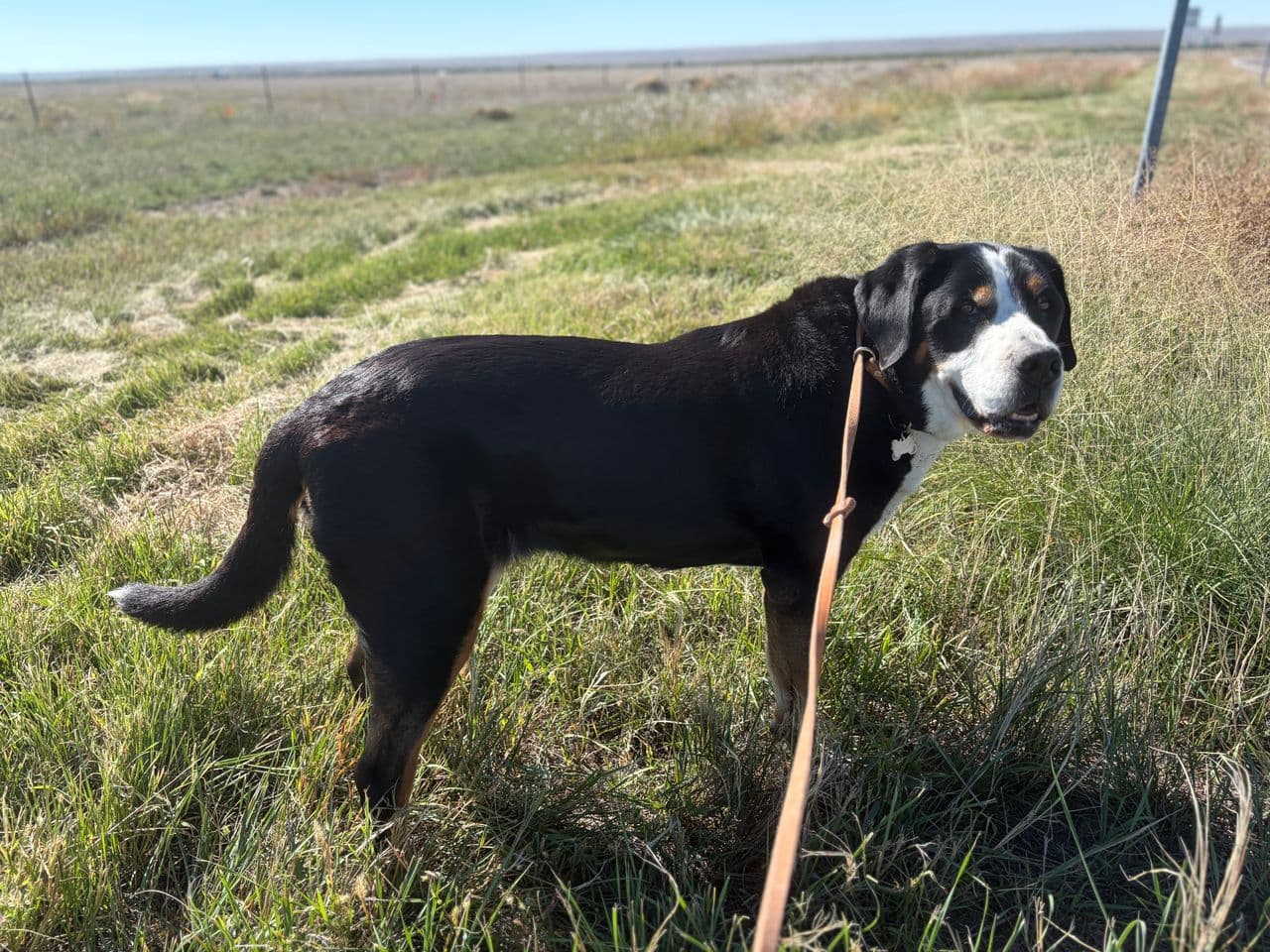 Pet travel photo 1