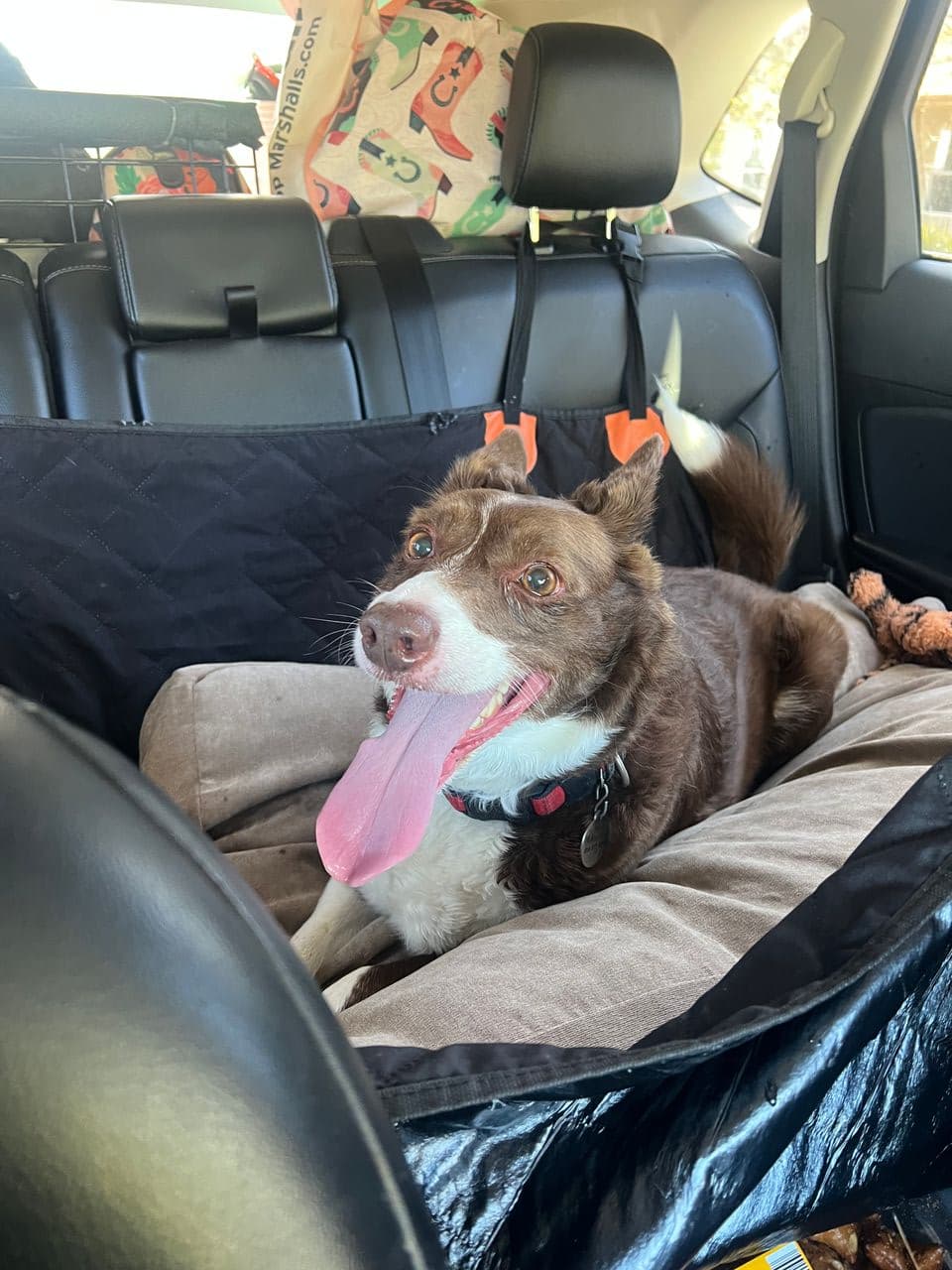 Pet travel photo 3