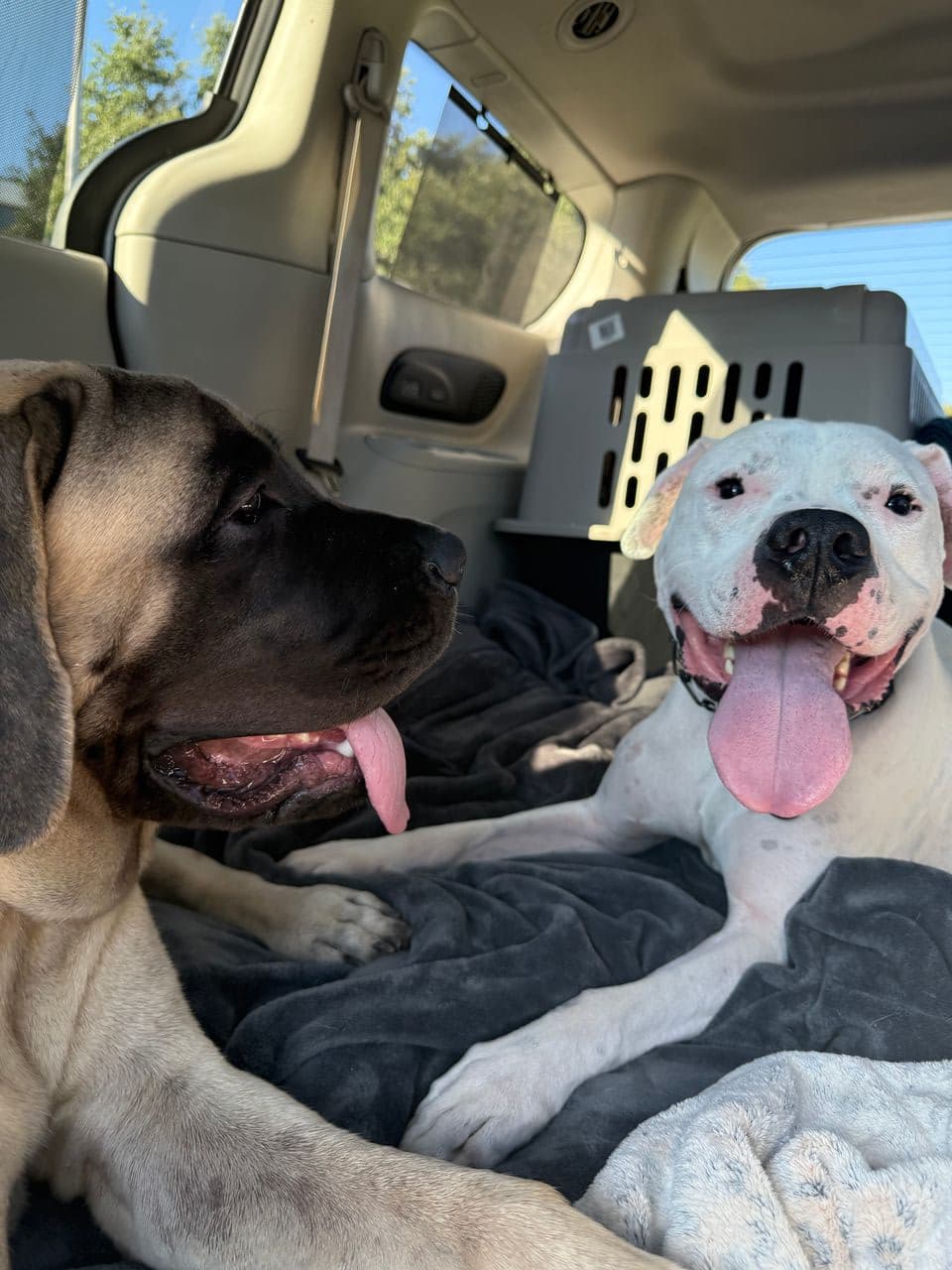 Pet travel photo 3