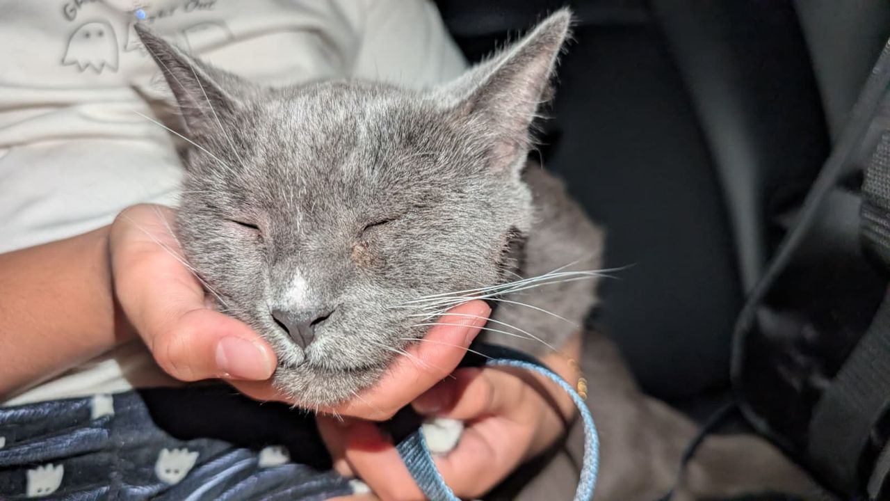Pet travel photo 3