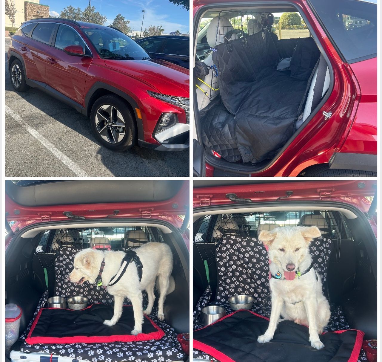 Pet travel photo 2