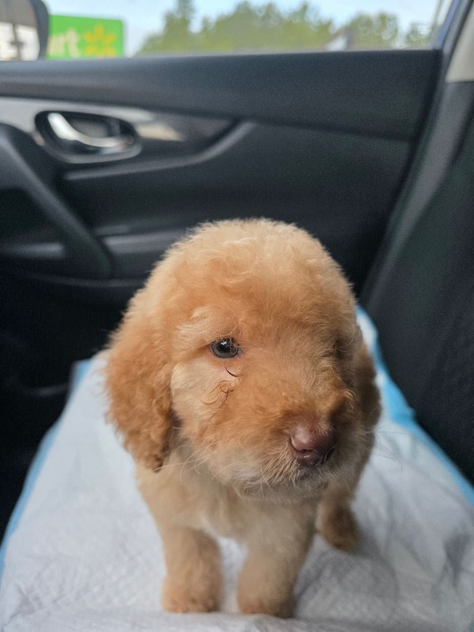 Pet travel photo 2