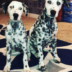 Dalmatian named Penny & Patches