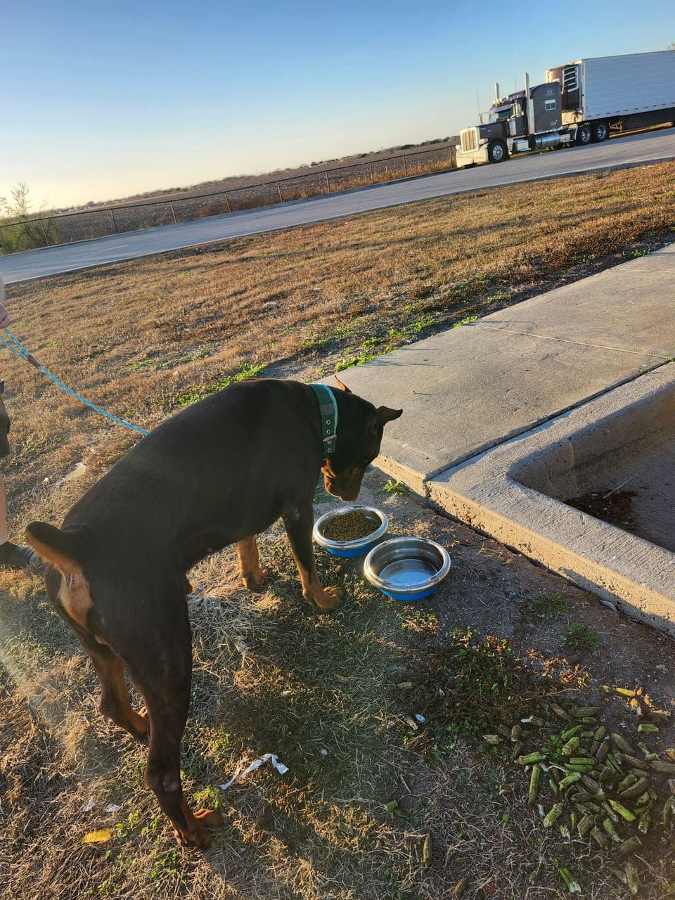 Pet travel photo 4