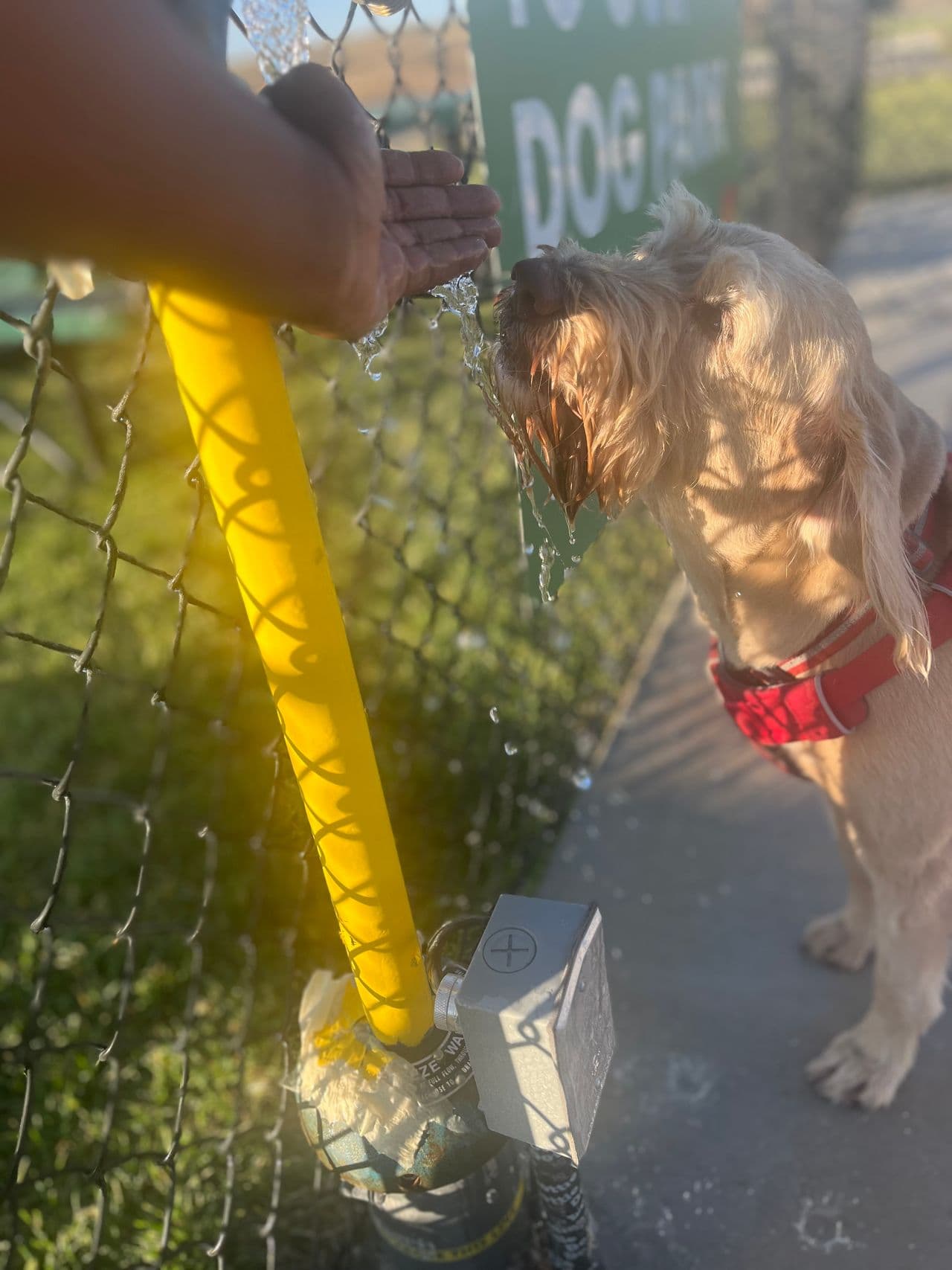 Pet travel photo 1