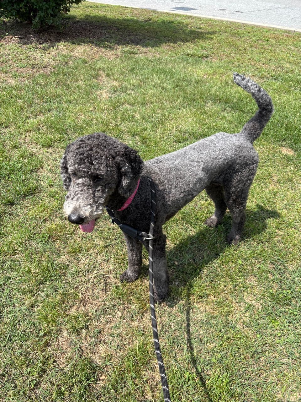 Pet travel photo 1