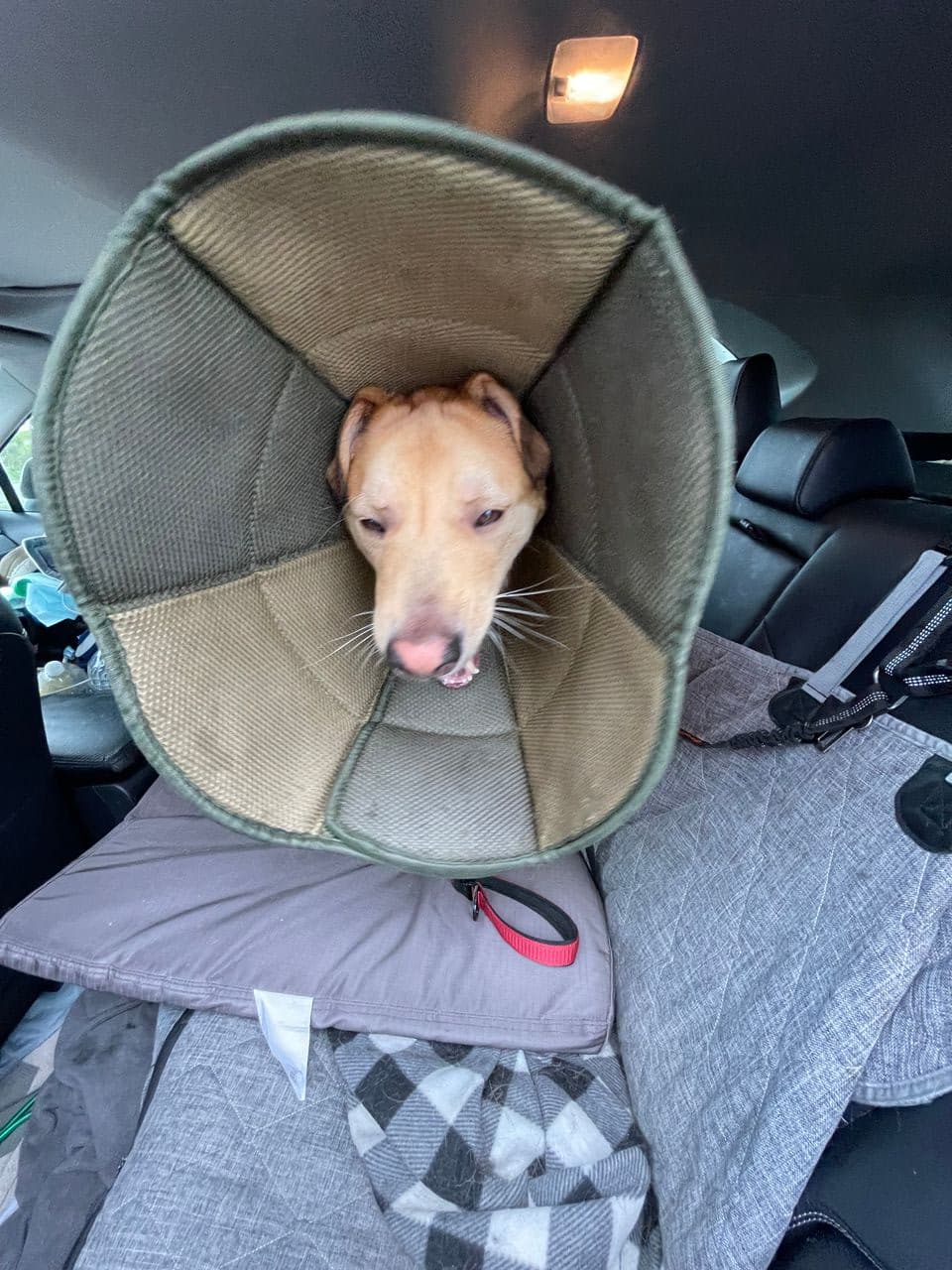 Pet travel photo 3