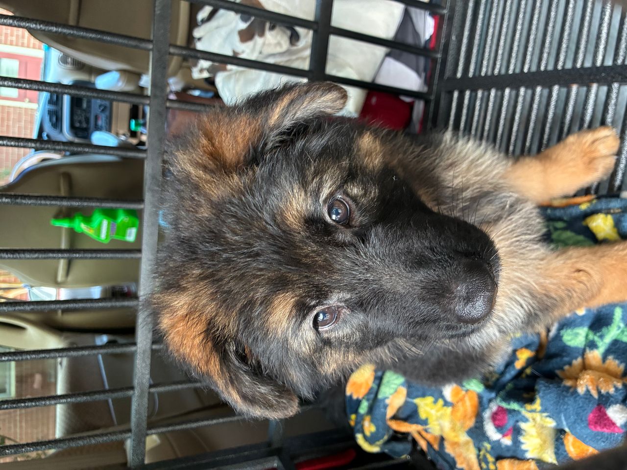 Pet travel photo 3