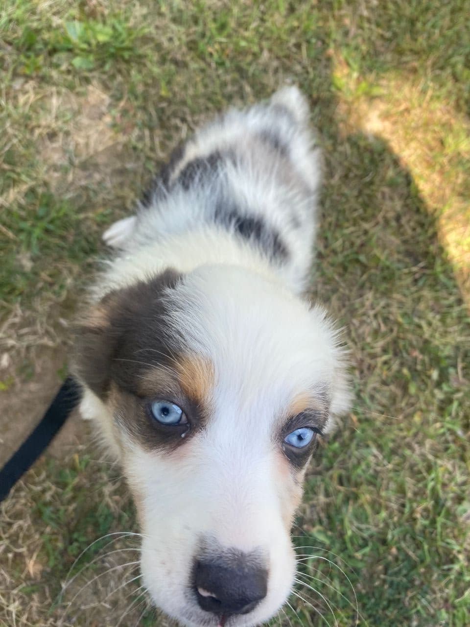 Pet travel photo 5