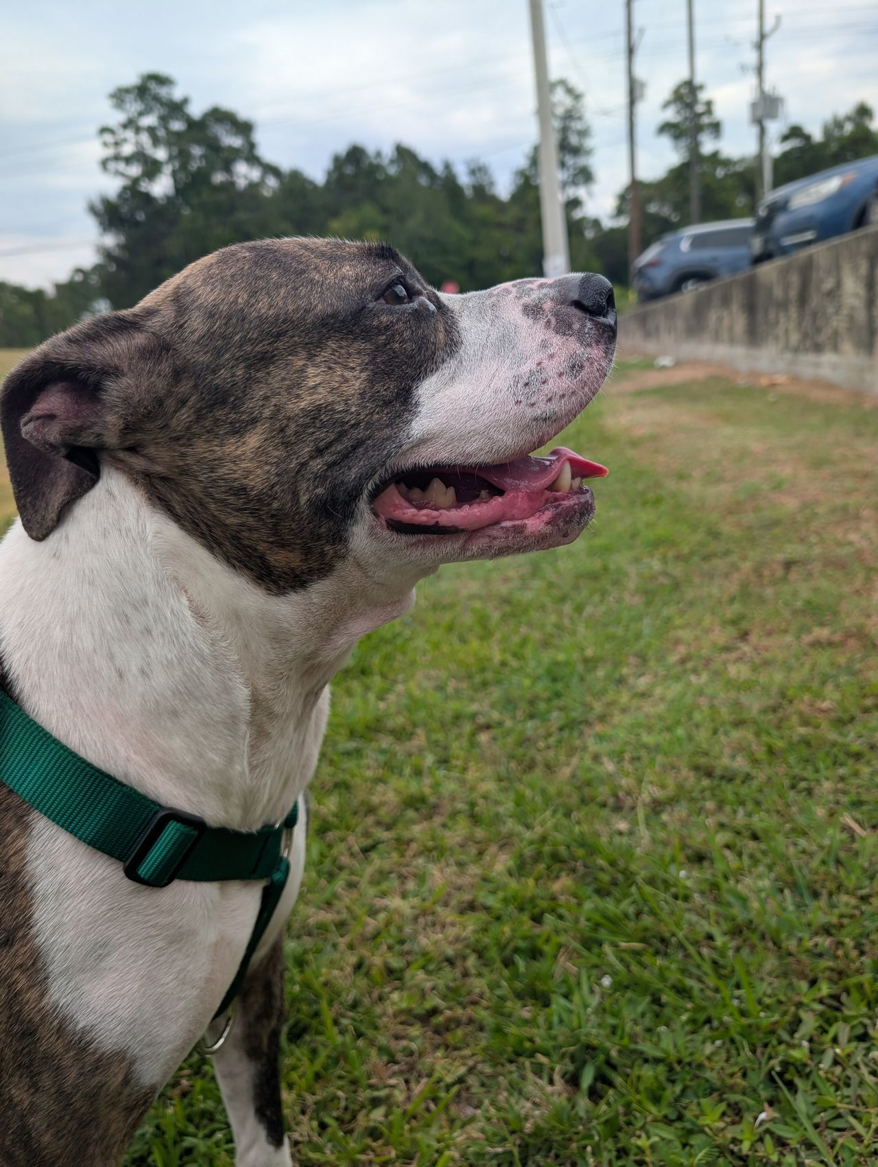 Pet travel photo 1
