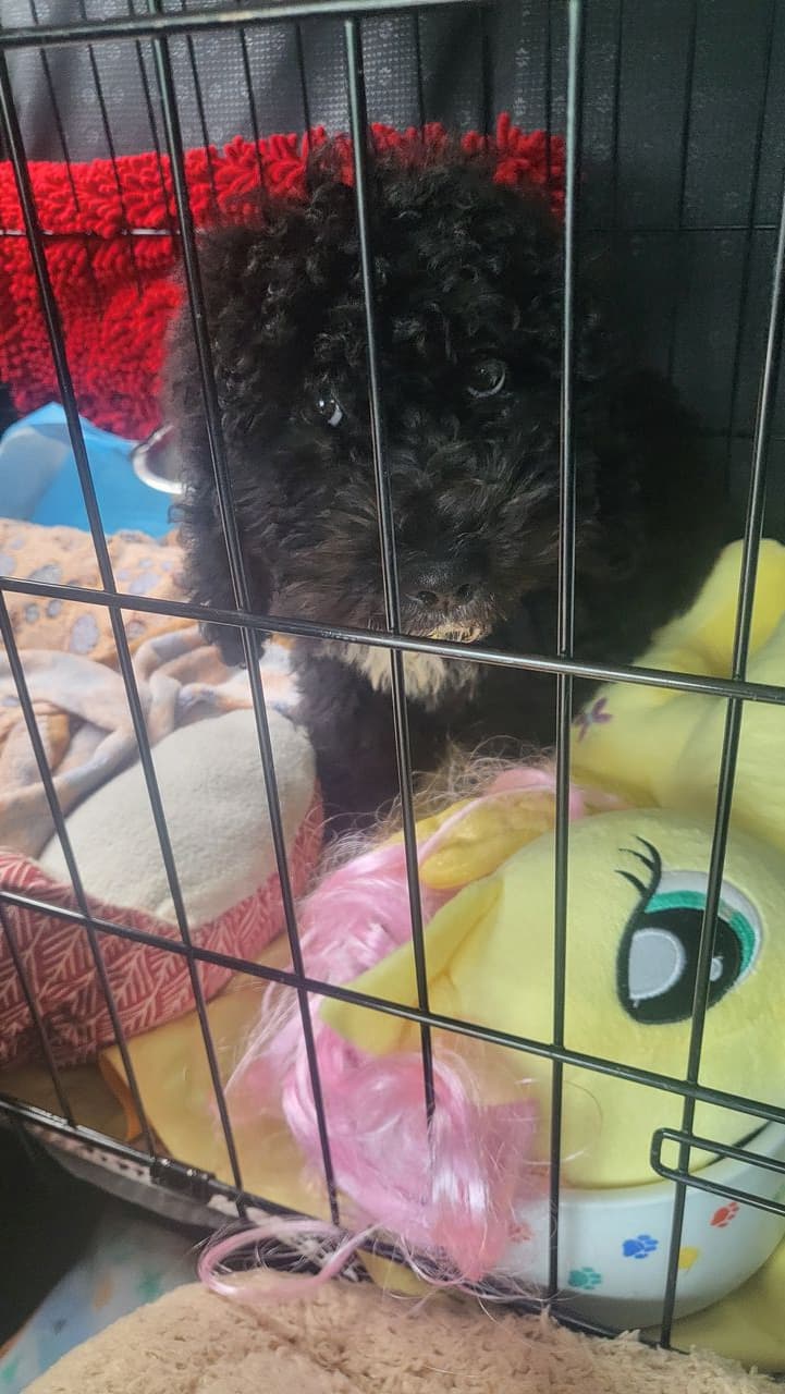 Pet travel photo 1