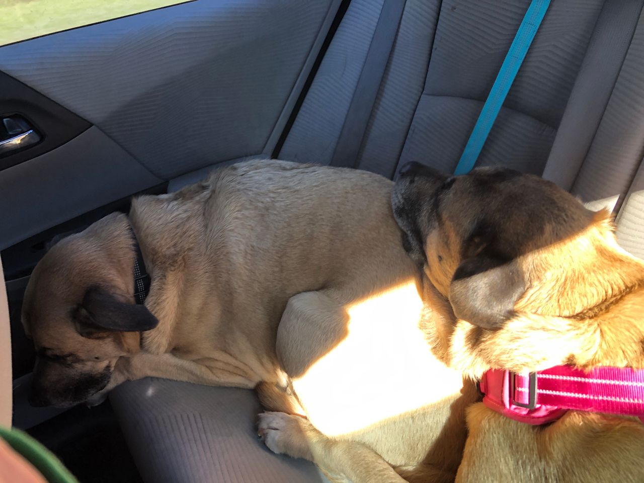 Pet travel photo 1
