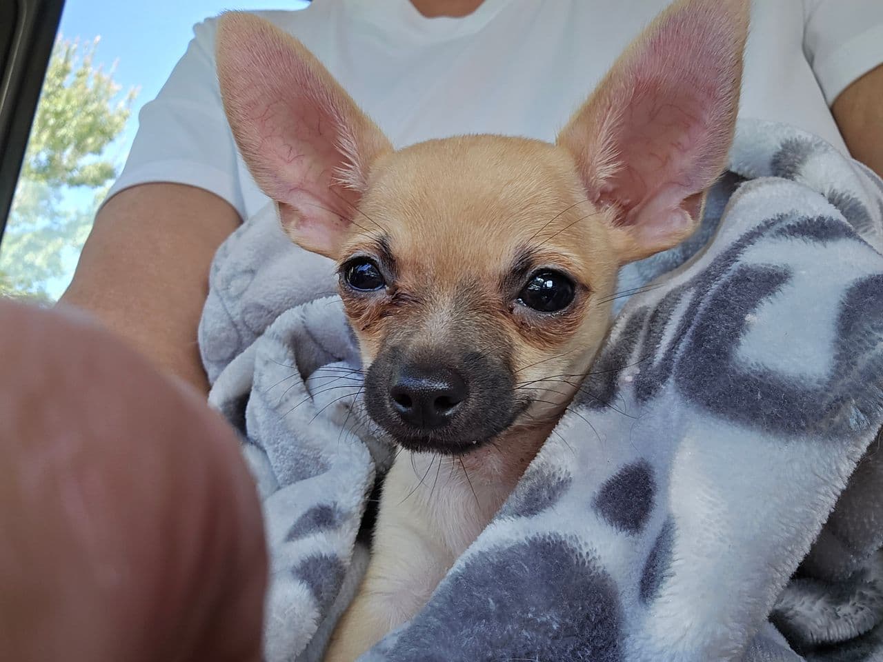 Pet travel photo 4