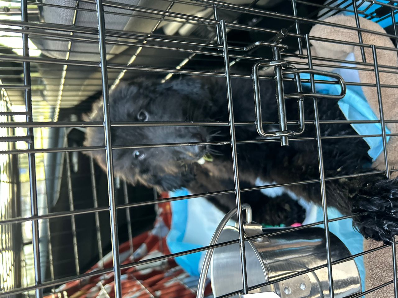 Pet travel photo 2
