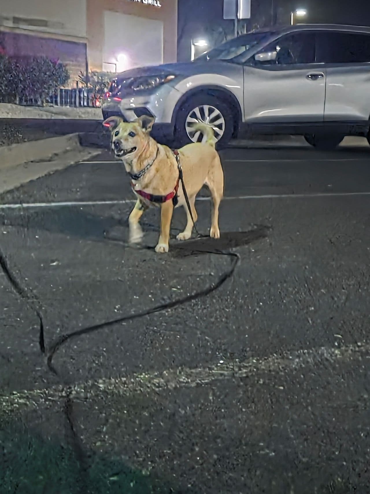 Pet travel photo 6