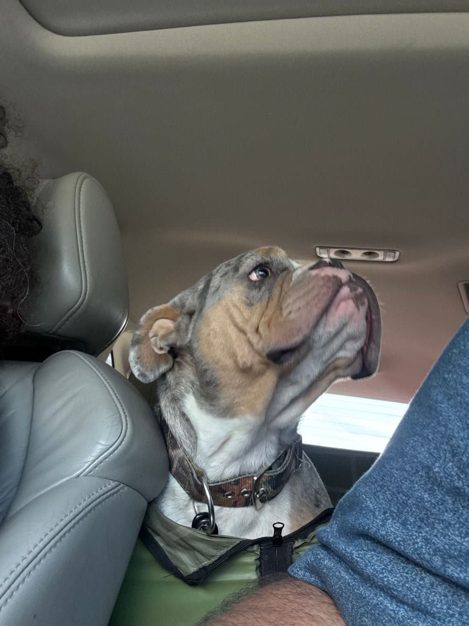 Pet travel photo 6