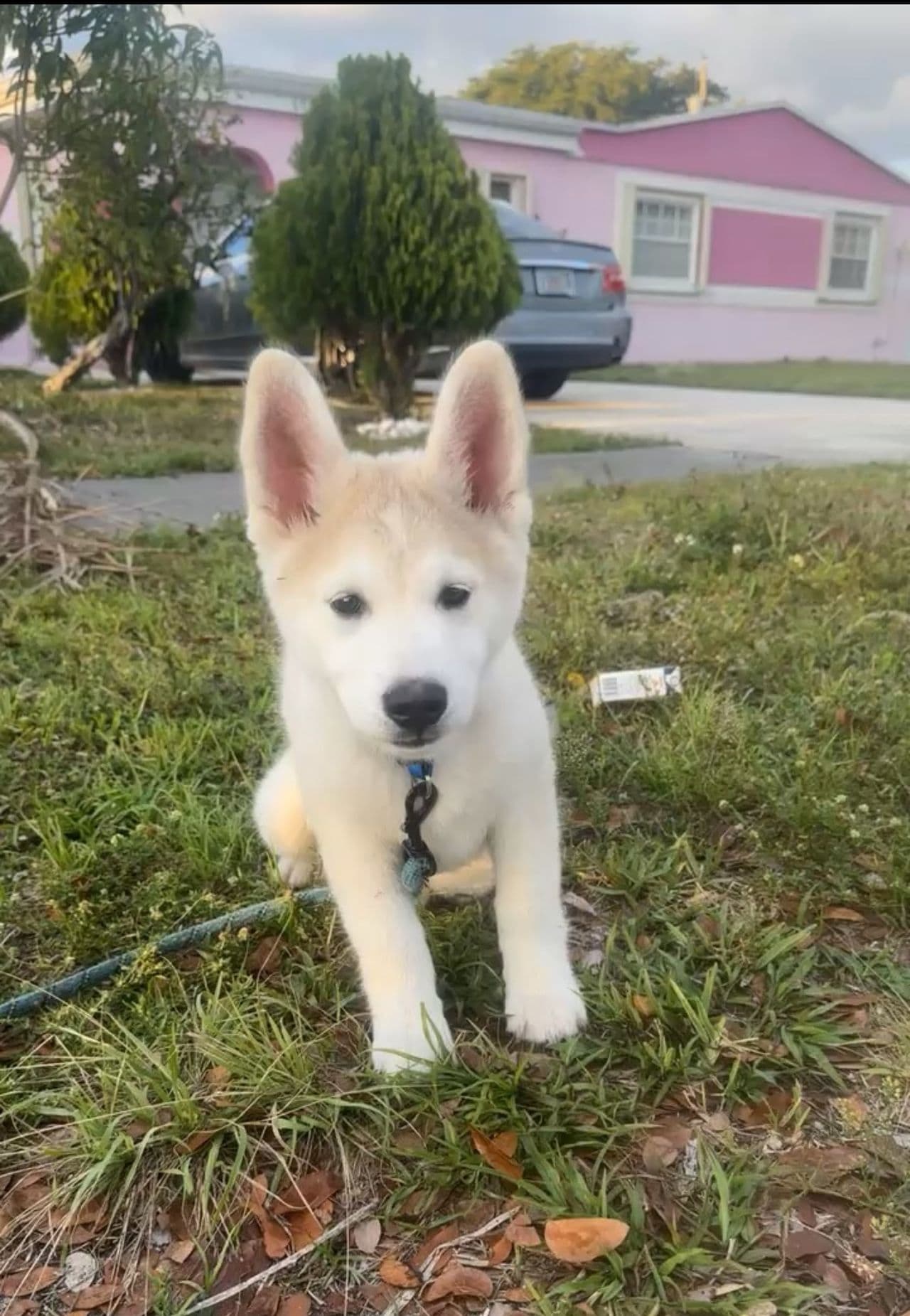 Pet travel photo 1