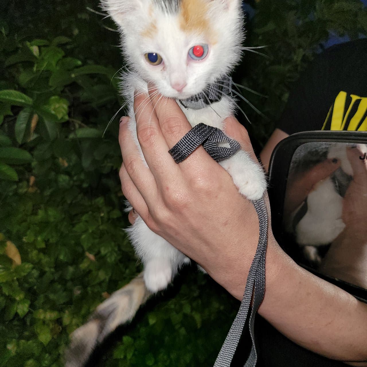 Pet travel photo 6
