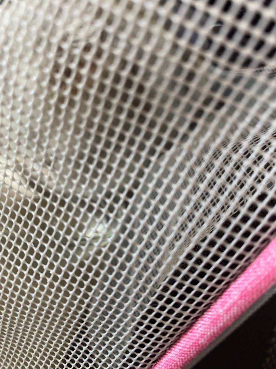 Pet travel photo 5