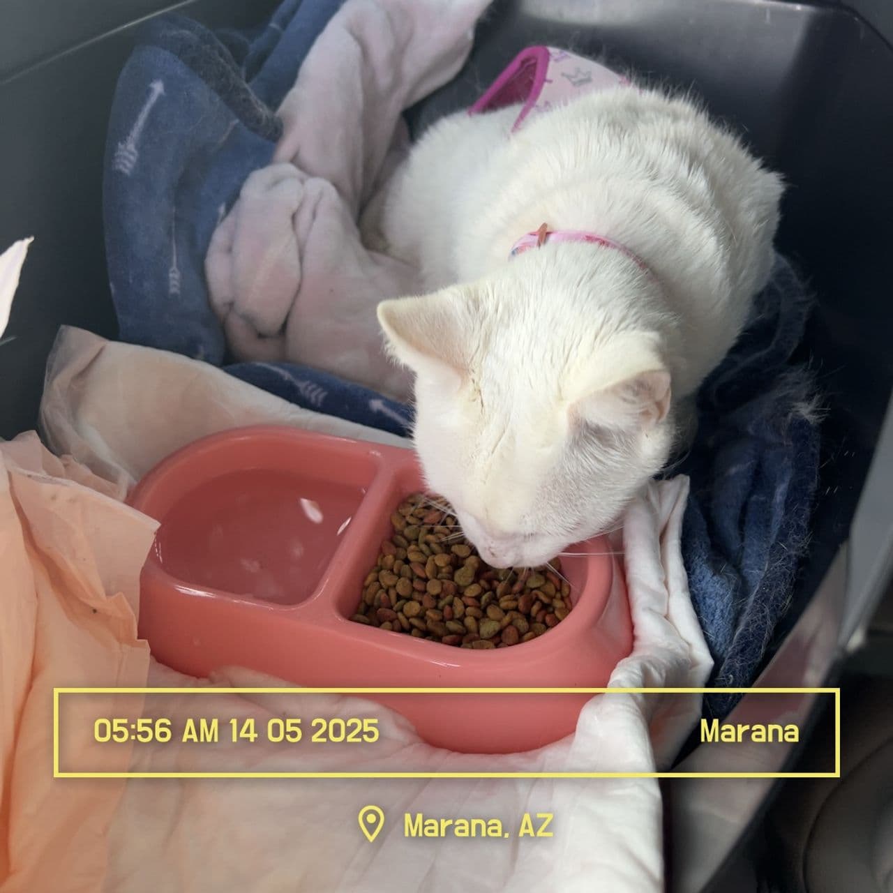Pet travel photo 5