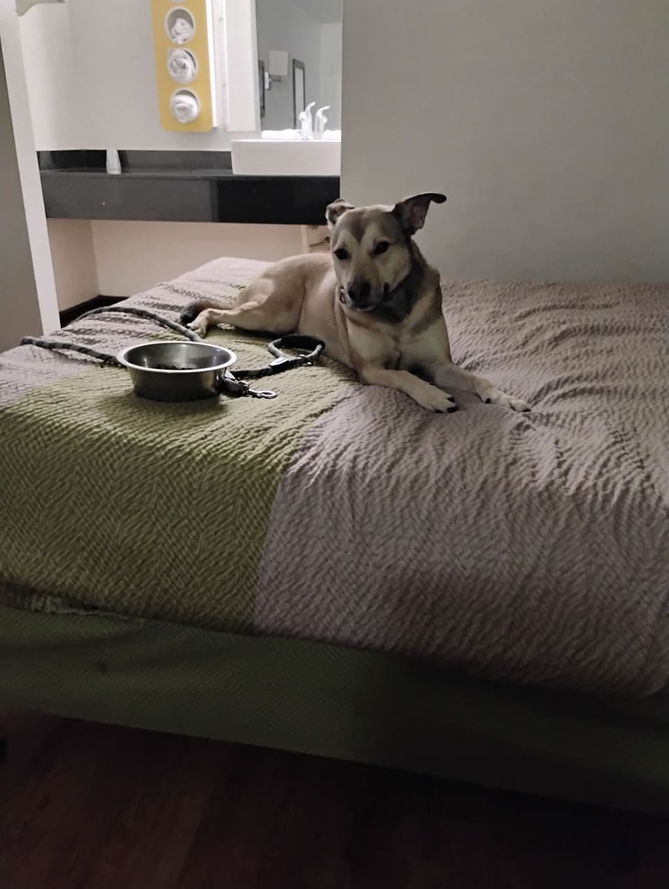 Pet travel photo 1