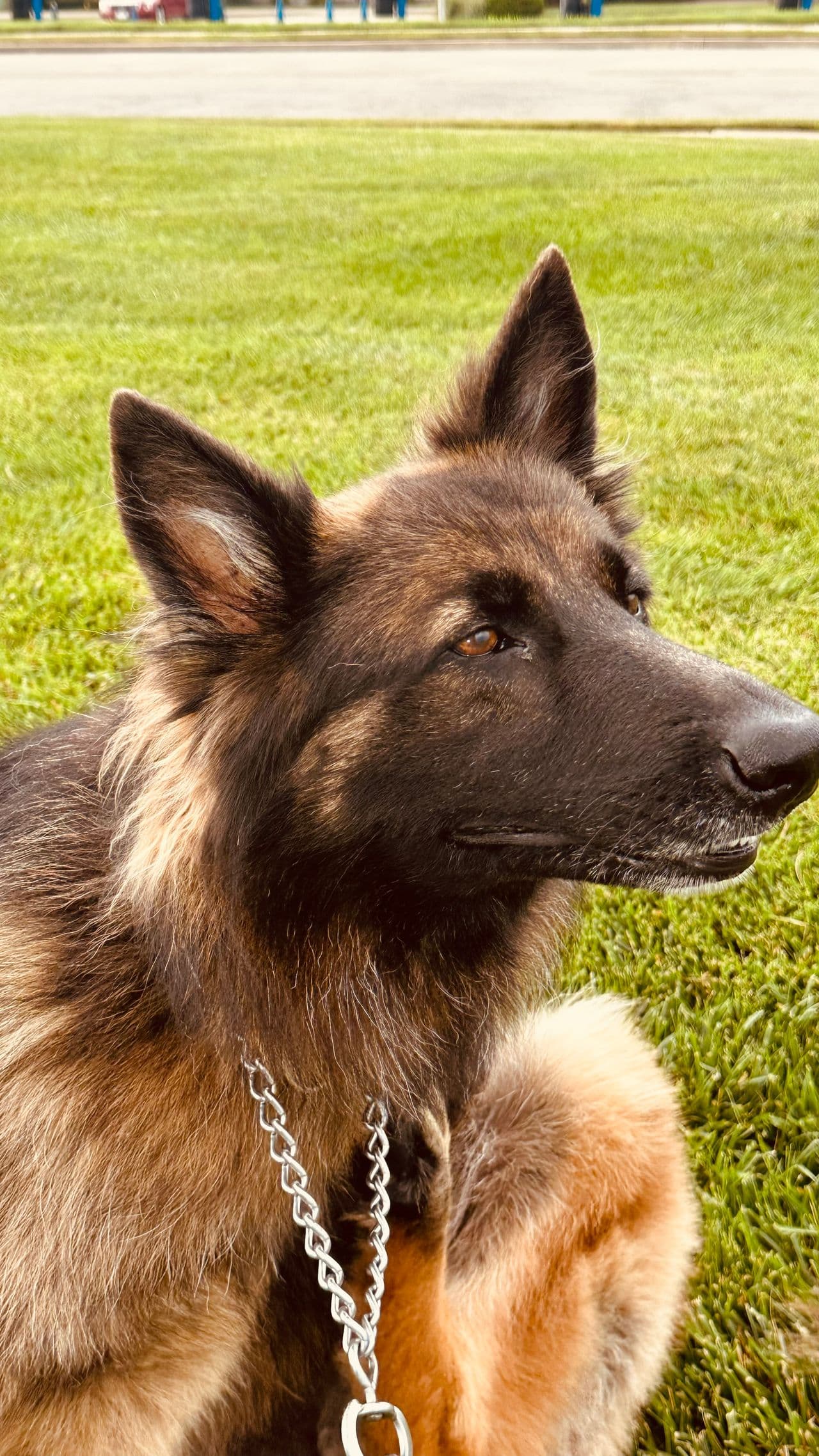 Pet travel photo 5