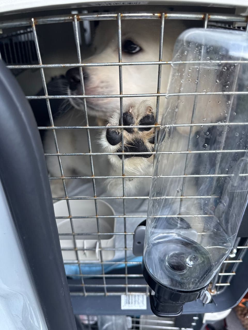 Pet travel photo 5