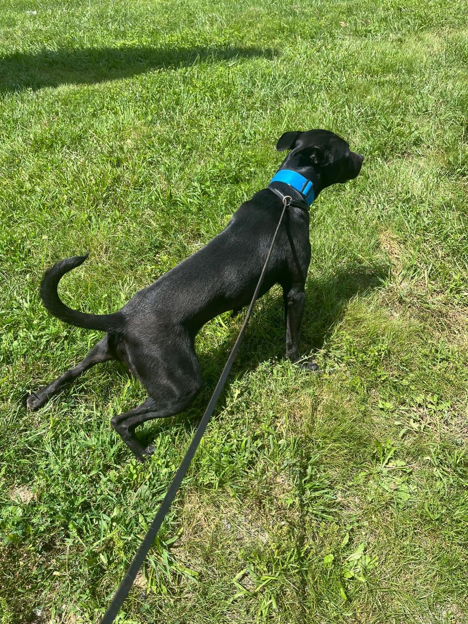 Pet travel photo 1
