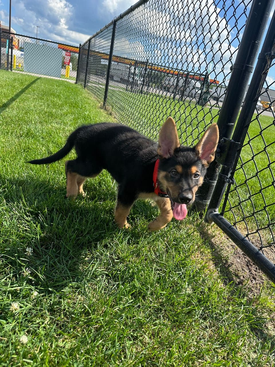 Pet travel photo 2