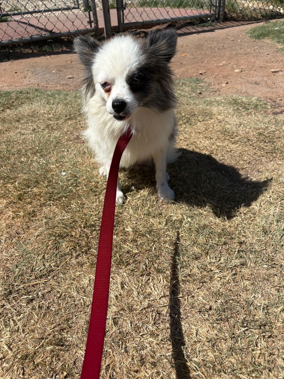 Pet travel photo 3