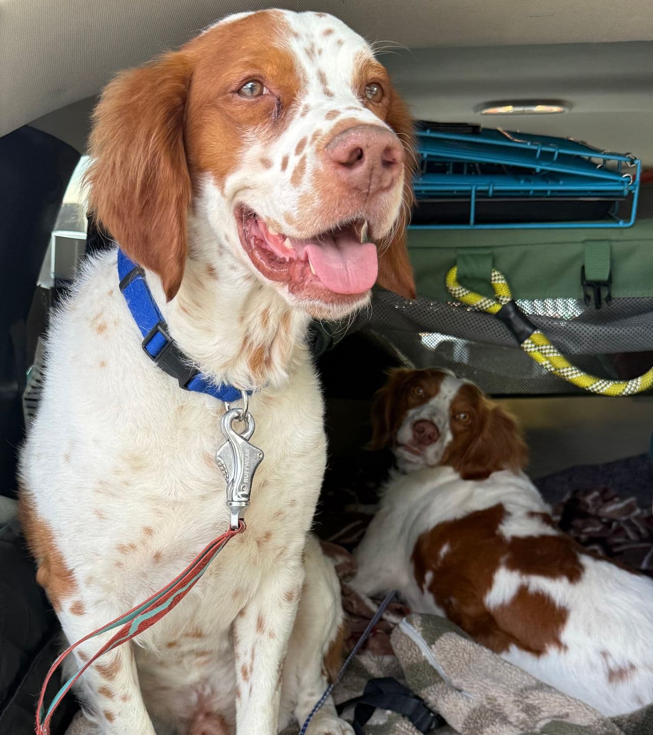 Pet travel photo 2