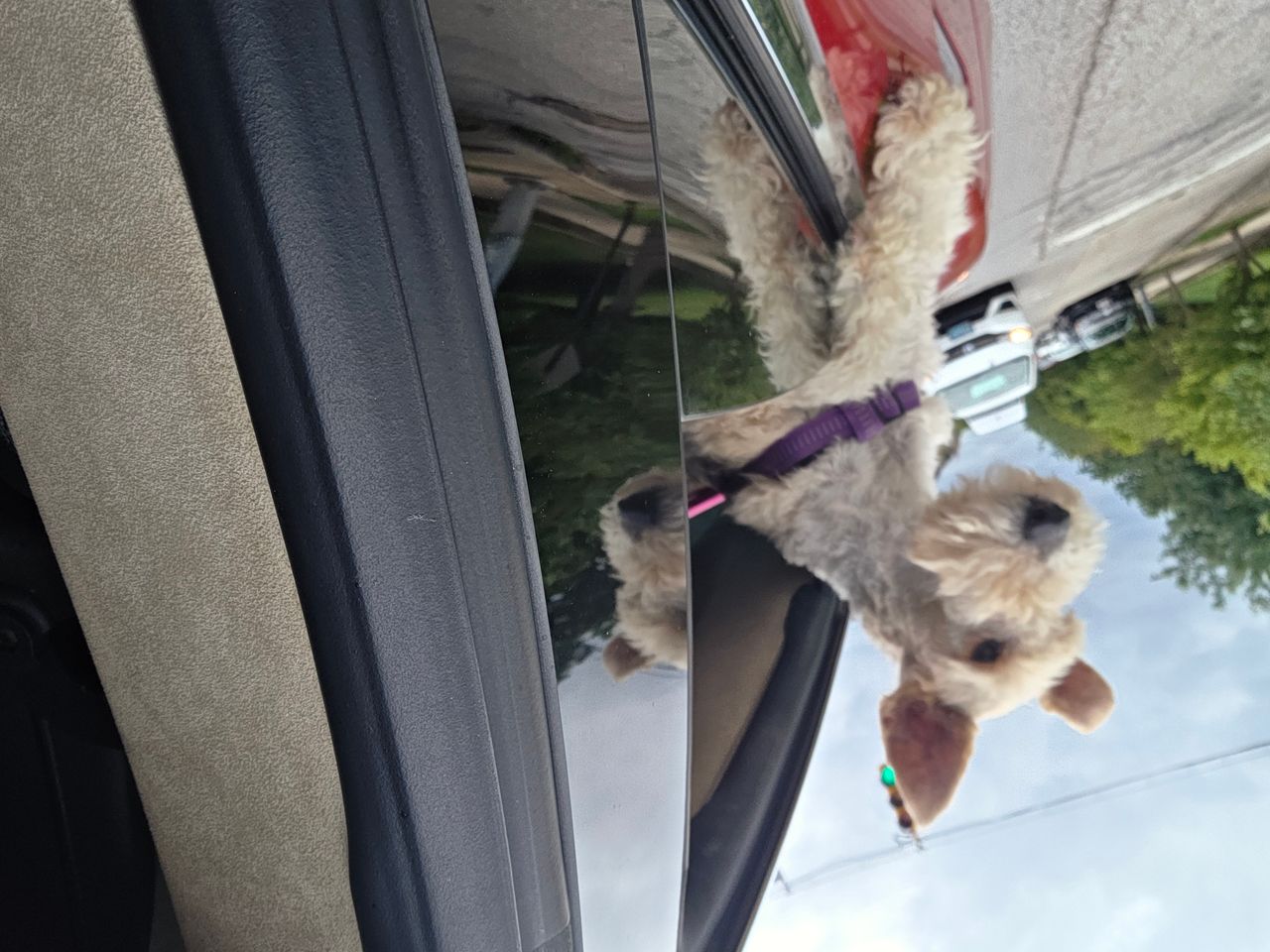 Pet travel photo 4