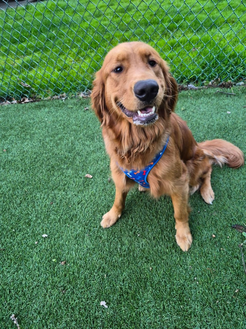 Pet travel photo 2