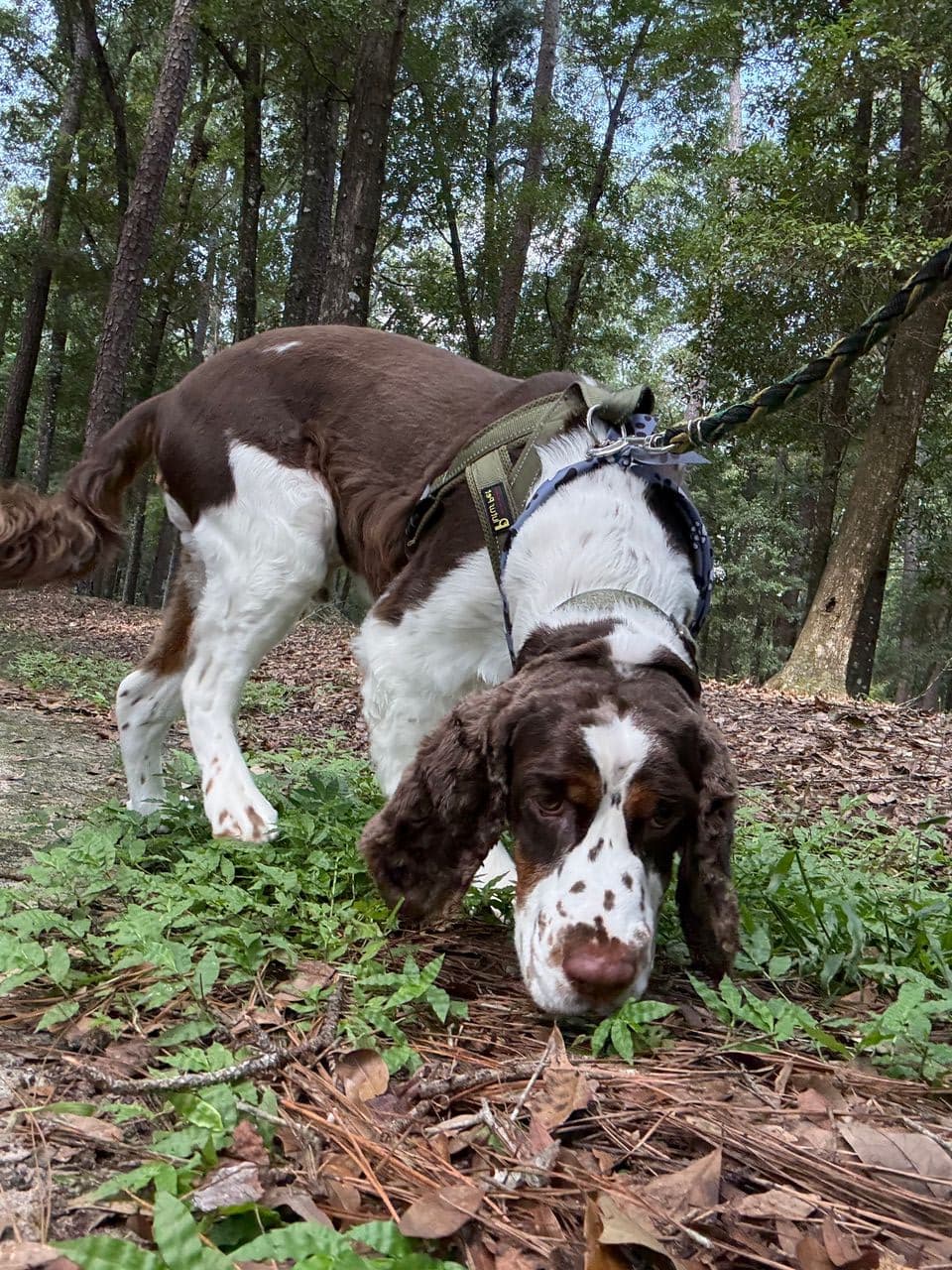Pet travel photo 1