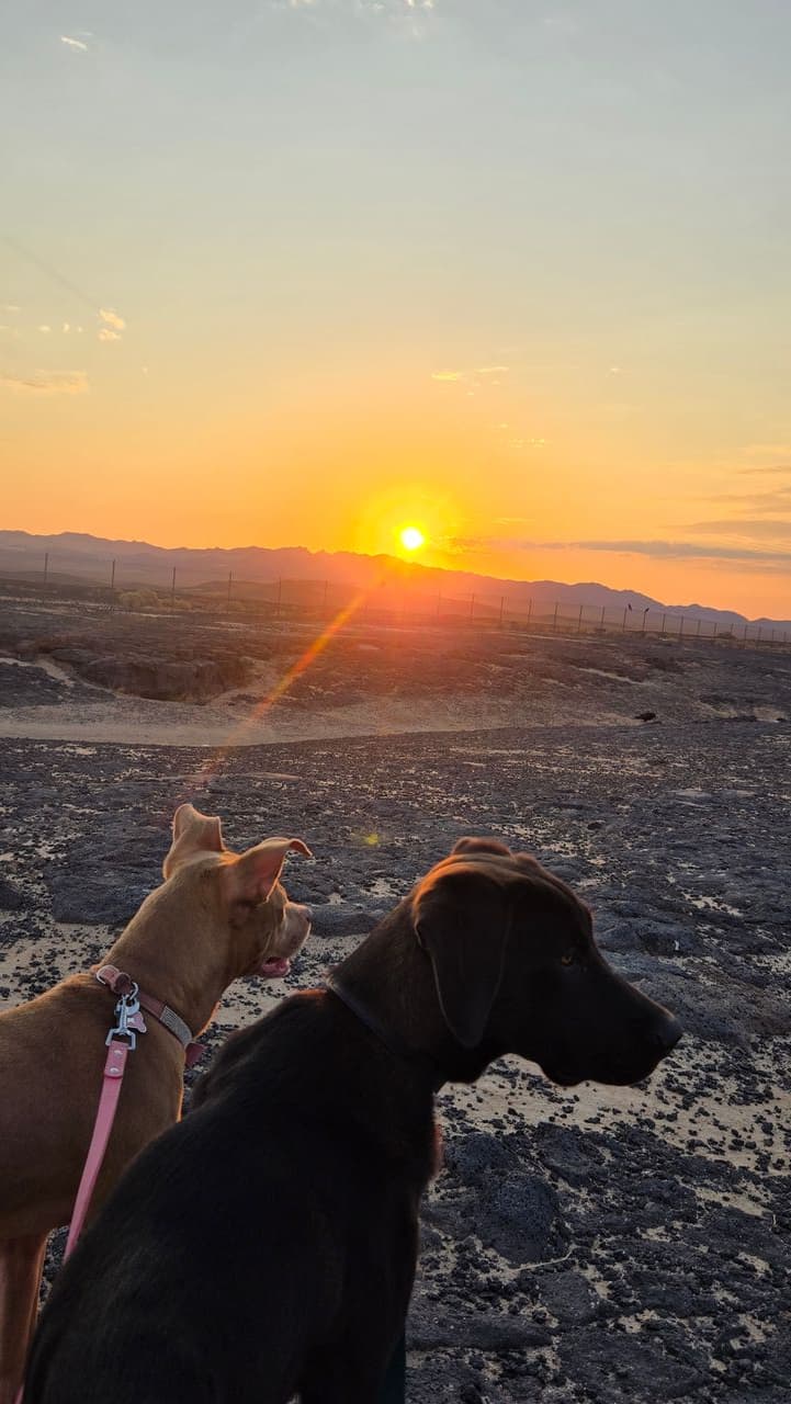 Pet travel photo 2