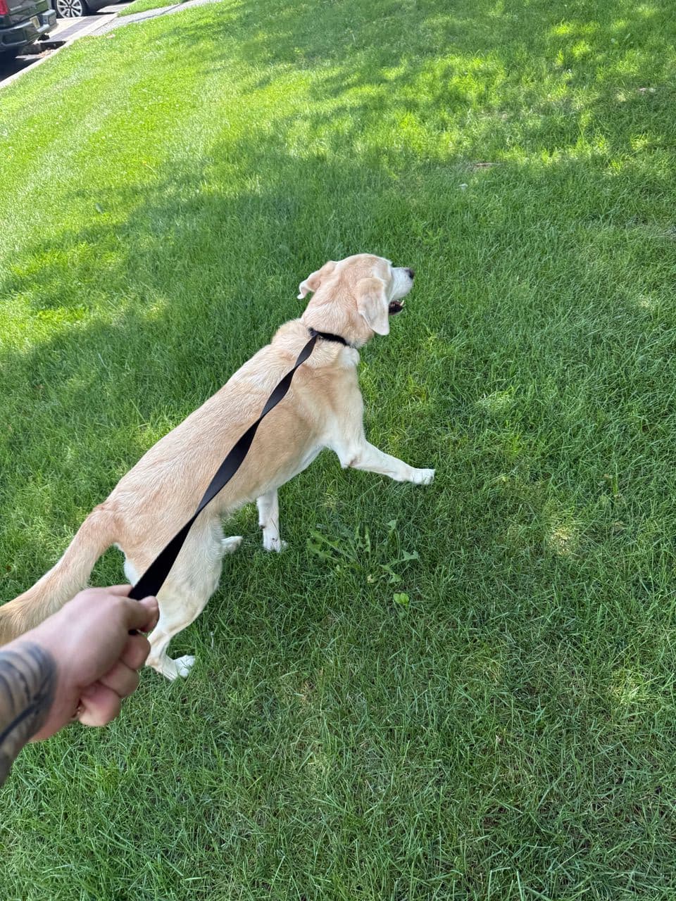 Pet travel photo 2