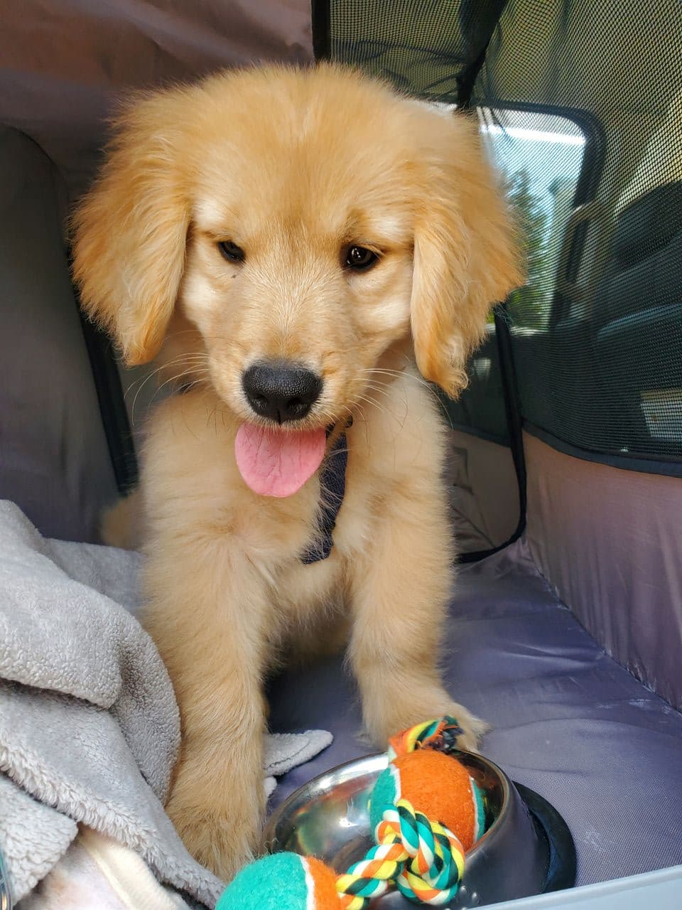 Pet travel photo 2