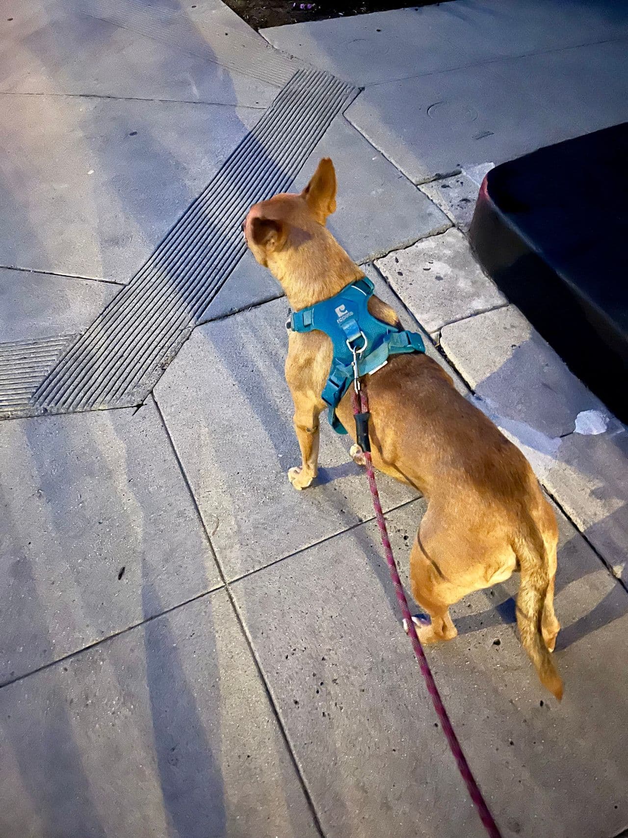 Pet travel photo 1