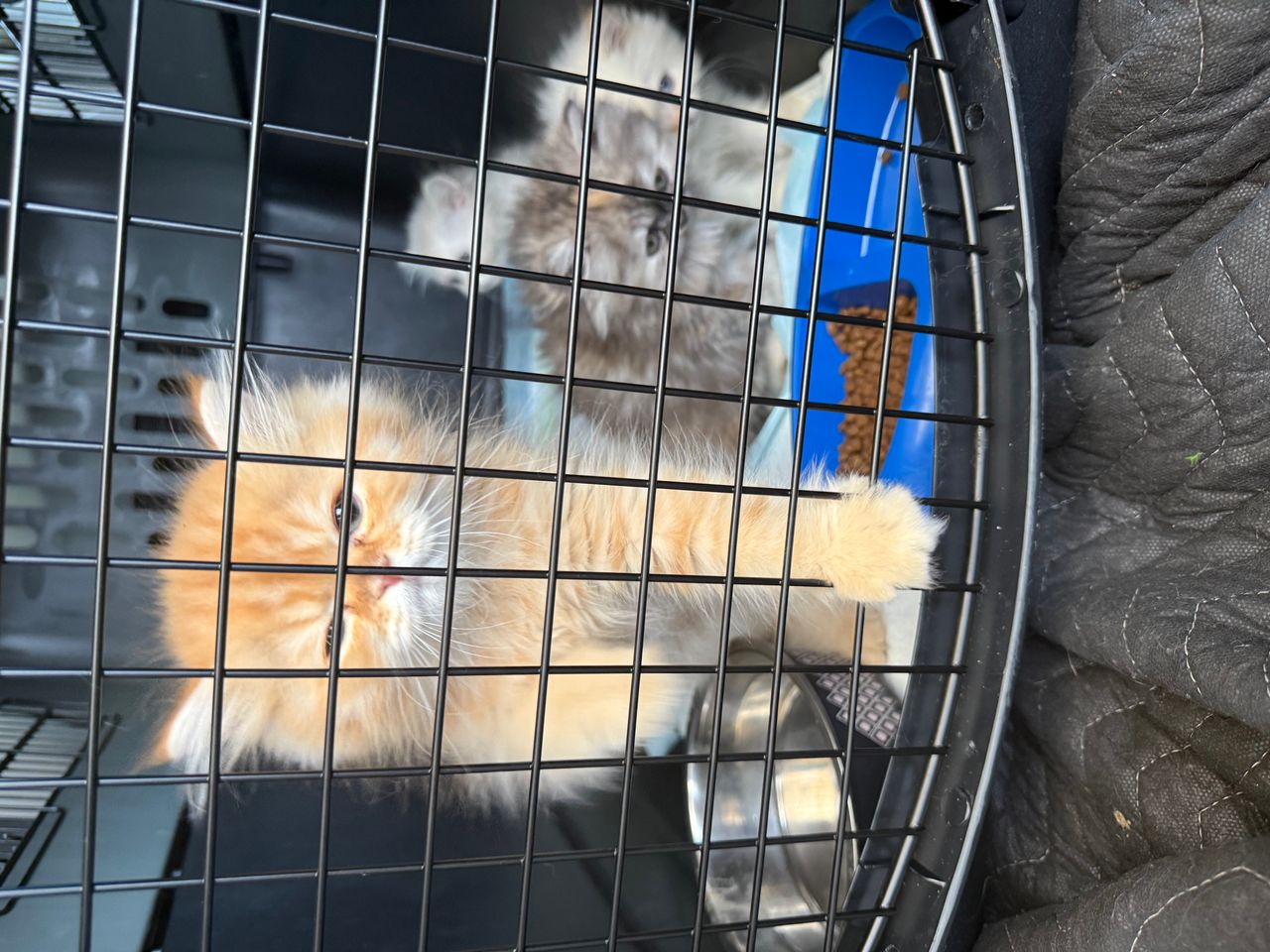 Pet travel photo 4