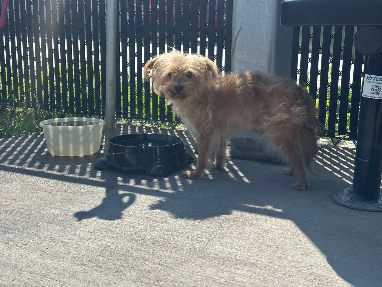 Pet travel photo 5