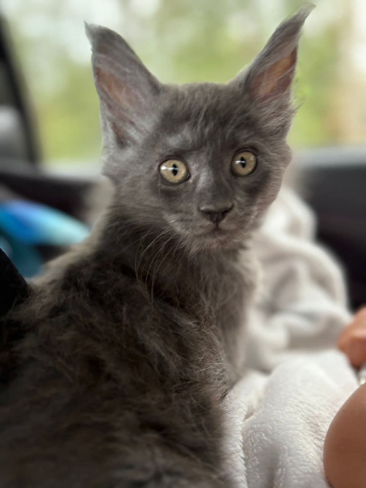 Pet travel photo 1
