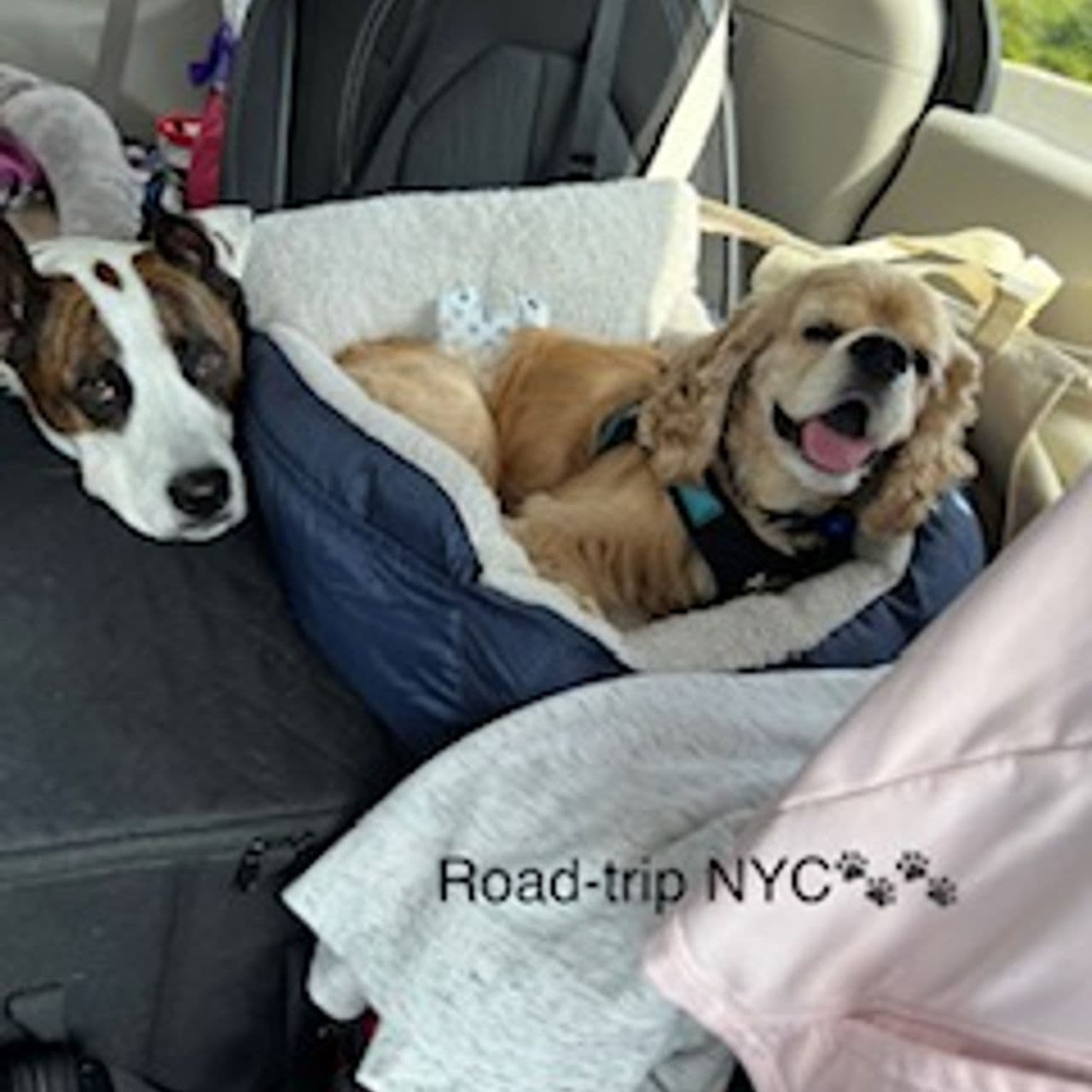 Pet travel photo 5
