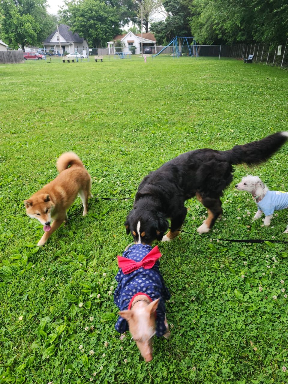 Pet travel photo 2