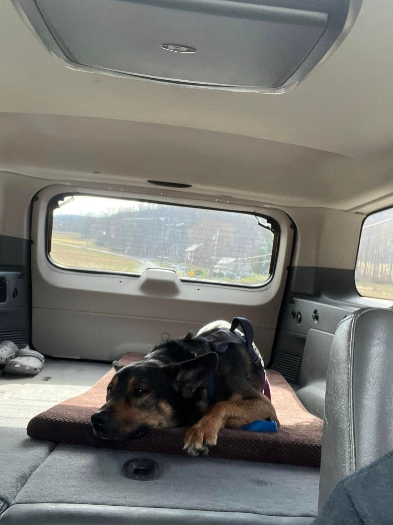Pet travel photo 4