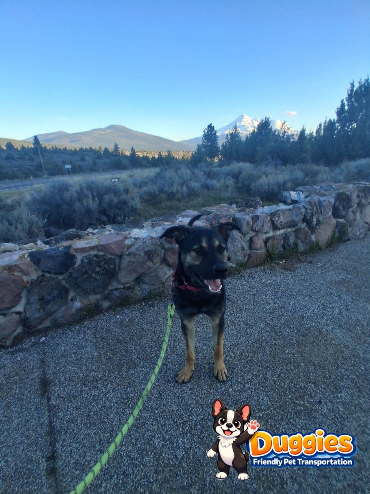 Pet travel photo 4