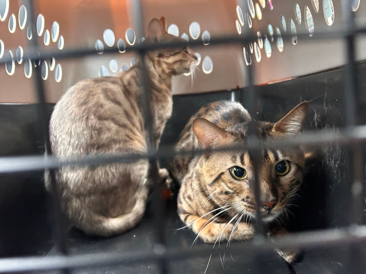 Pet travel photo 3