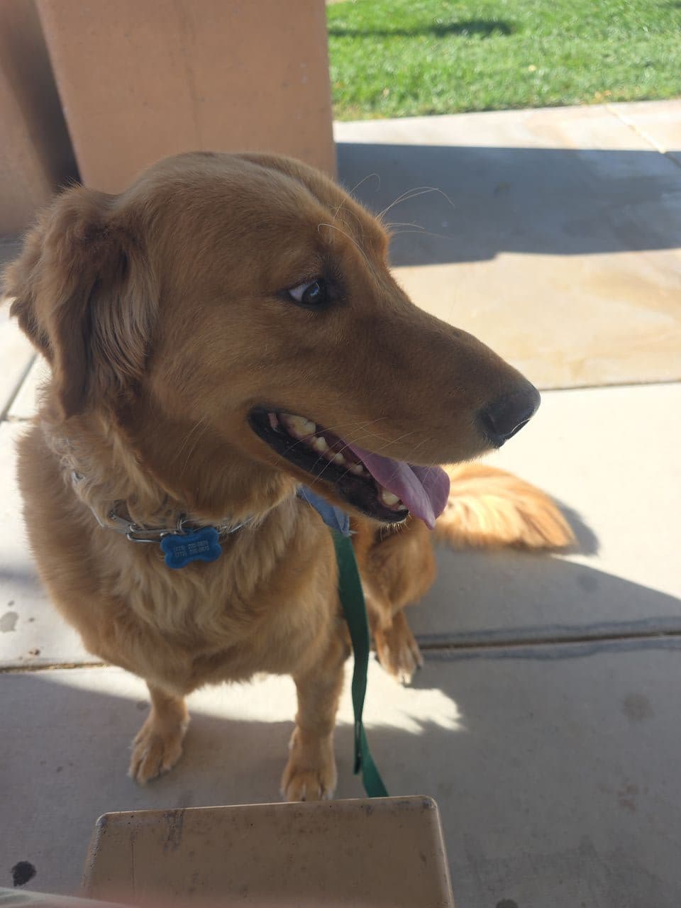 Pet travel photo 2